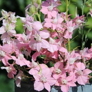 Blumen für die Ewigkeit